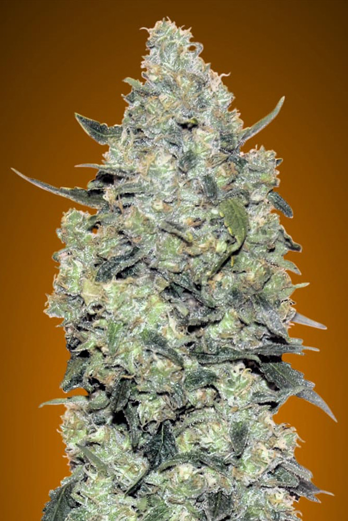 Auto Critical Mass