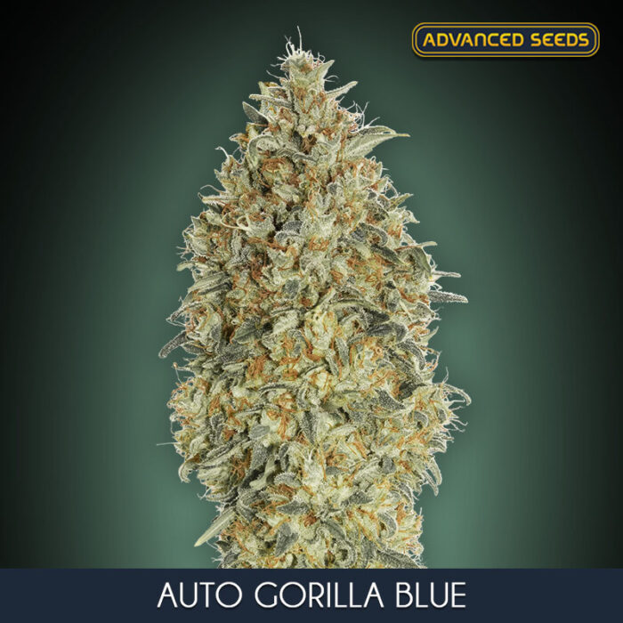 Auto Gorilla Blue