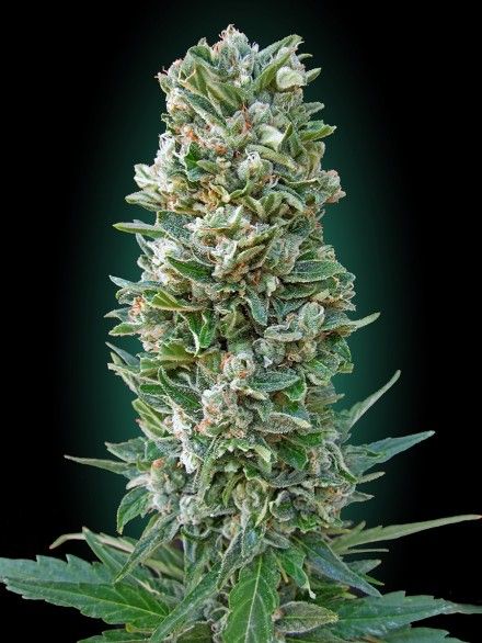 Auto Heavy Bud