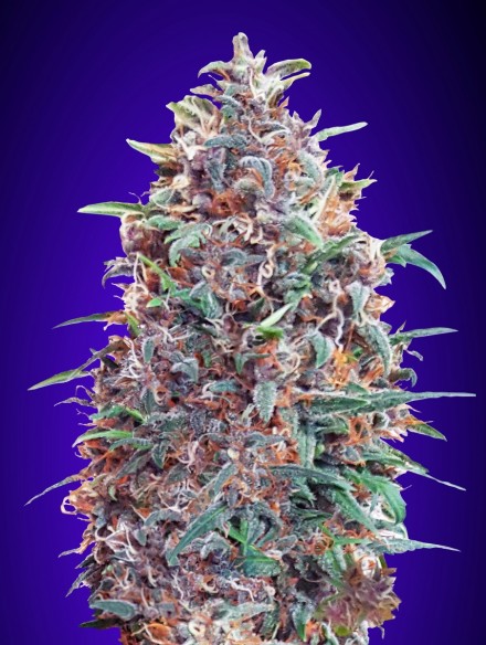 Auto Purple Diesel