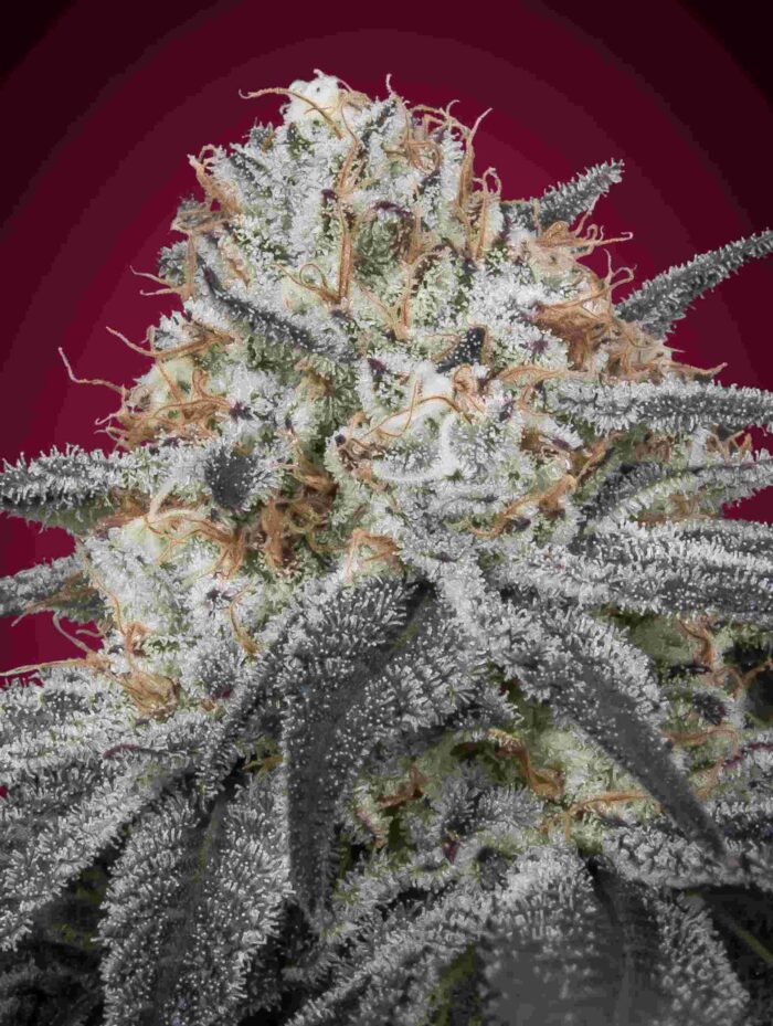 Auto Slurricane