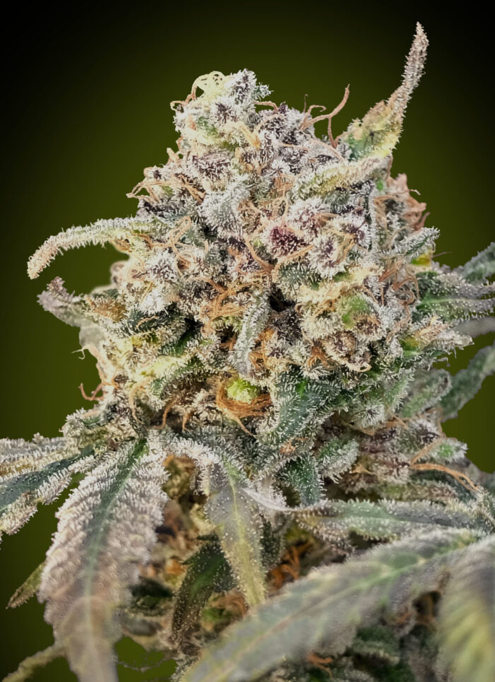 Auto Somango Glue
