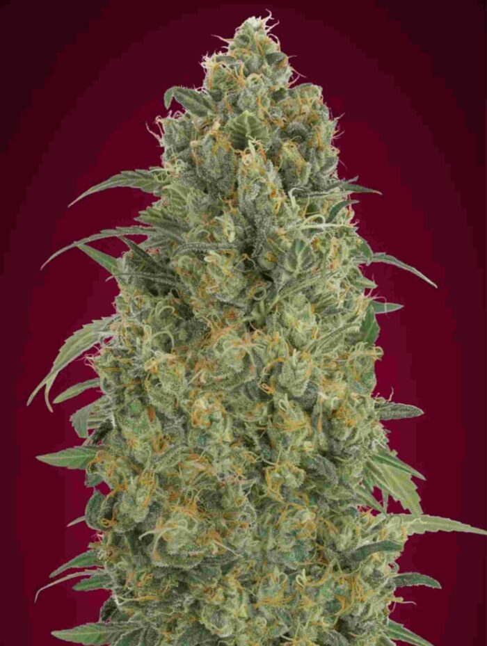 Auto Strawberry Gum
