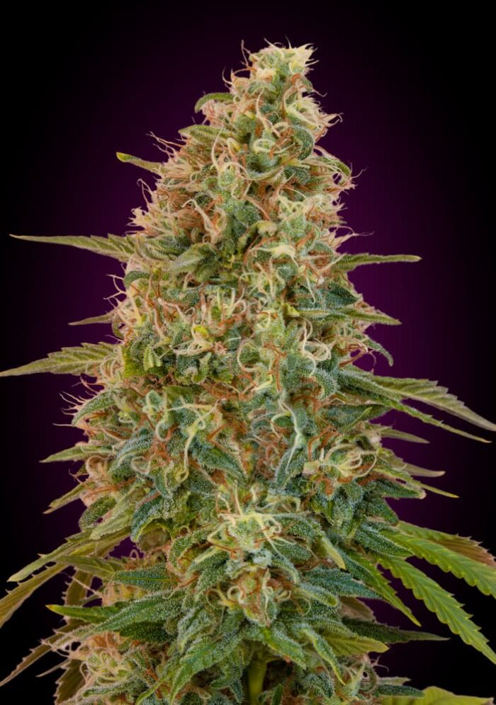 Zkittlez