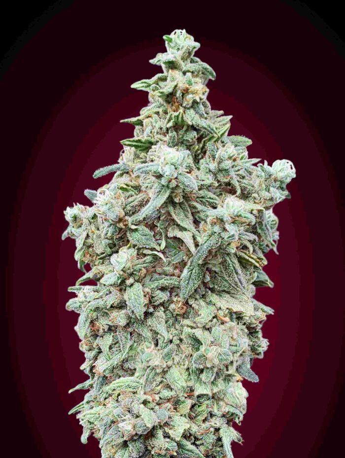 Cherry Pie