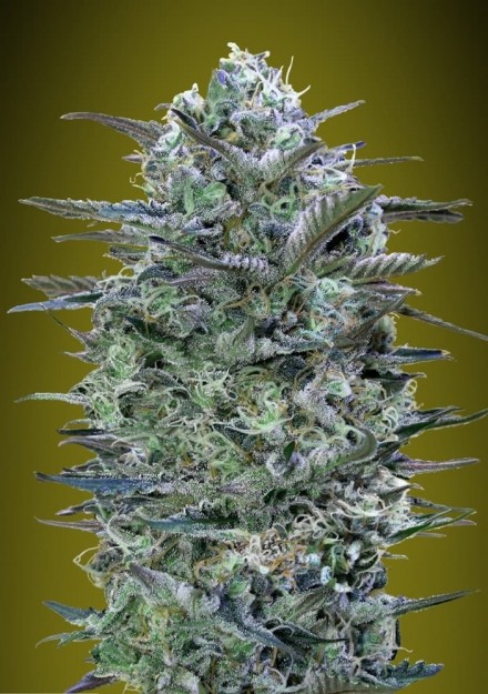 Critical Lemon