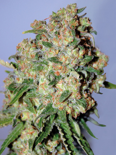 Critical