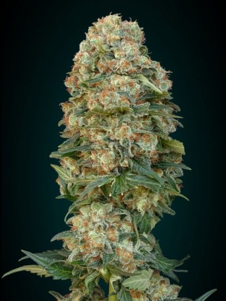 Feminized Collection #1