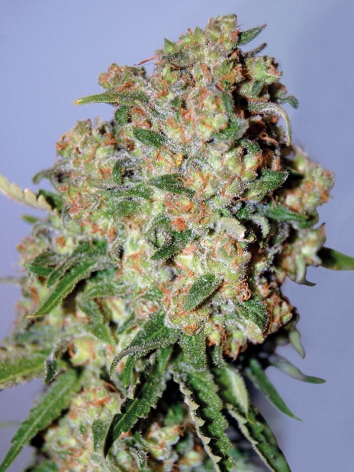 Feminized Collection #2