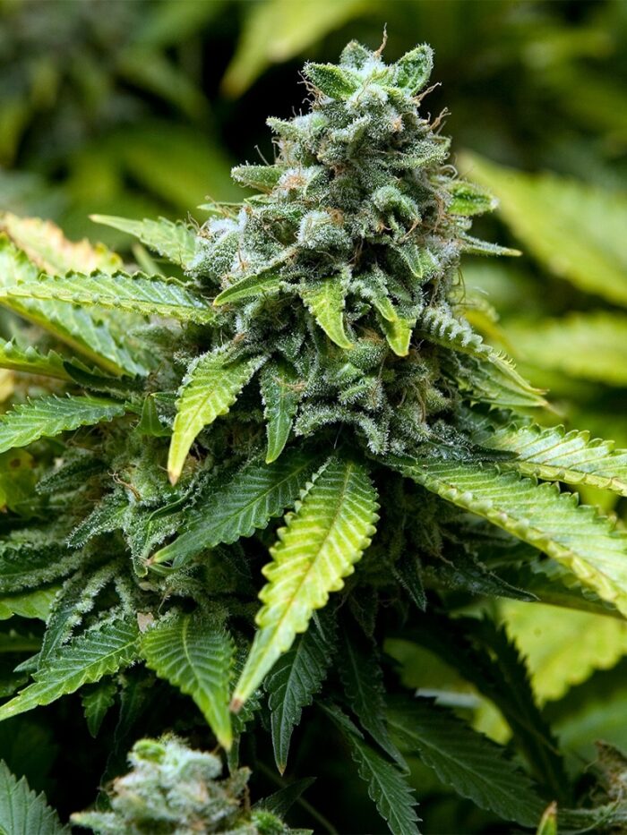 Feminized Collection #3