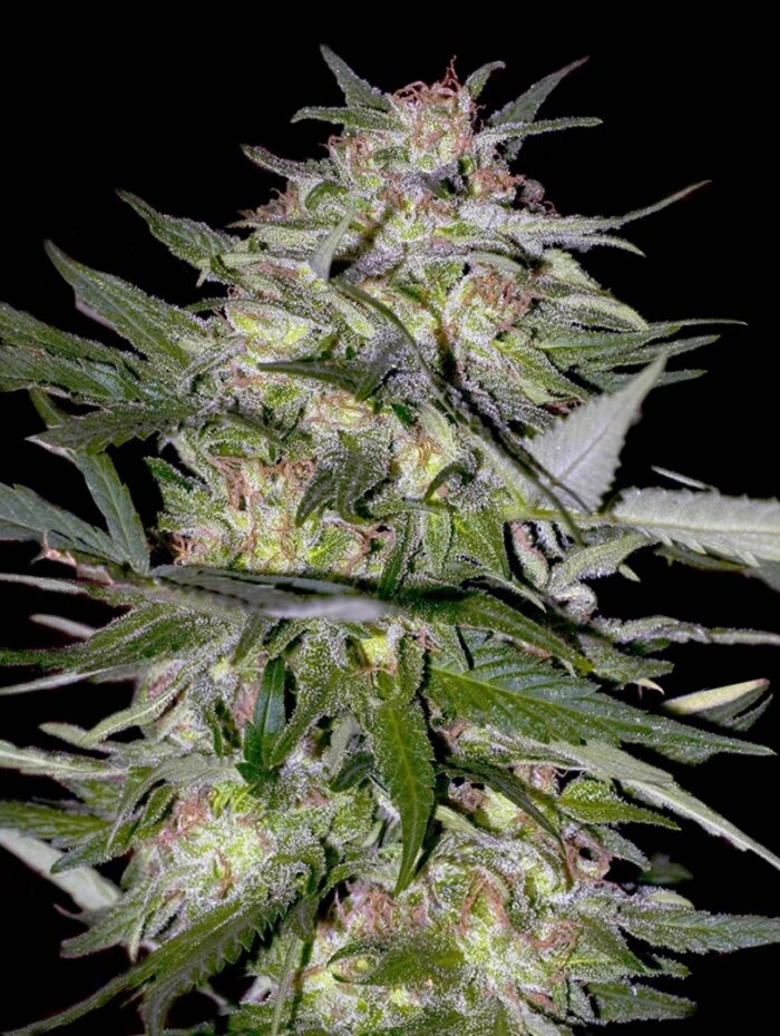 Feminized Collection #4