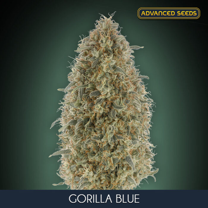Gorilla Blue