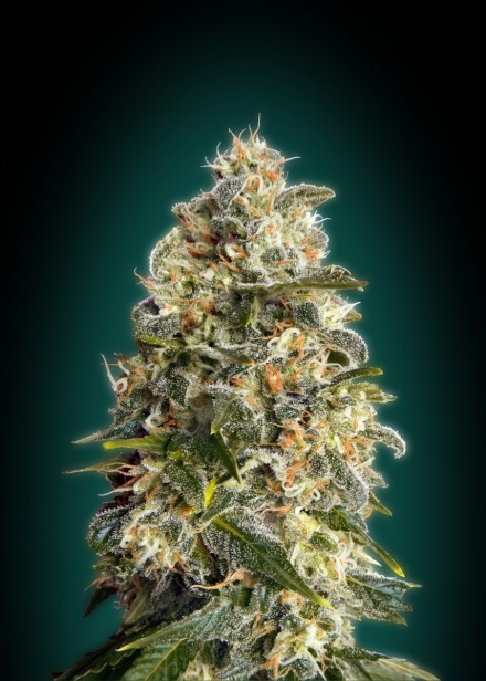 Heavy Bud