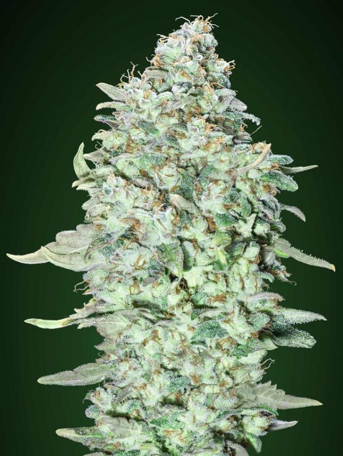 OG Kush S.F.V.