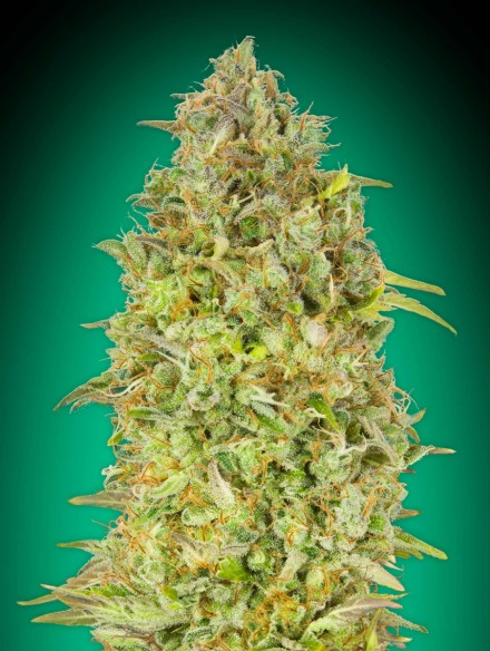 Skunk 47