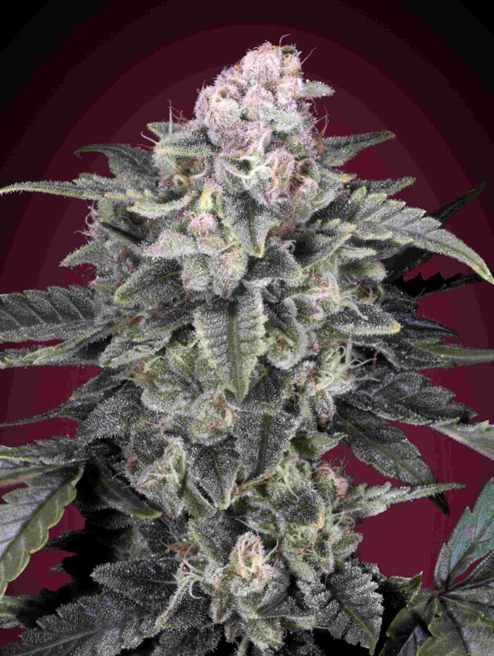Slurricane