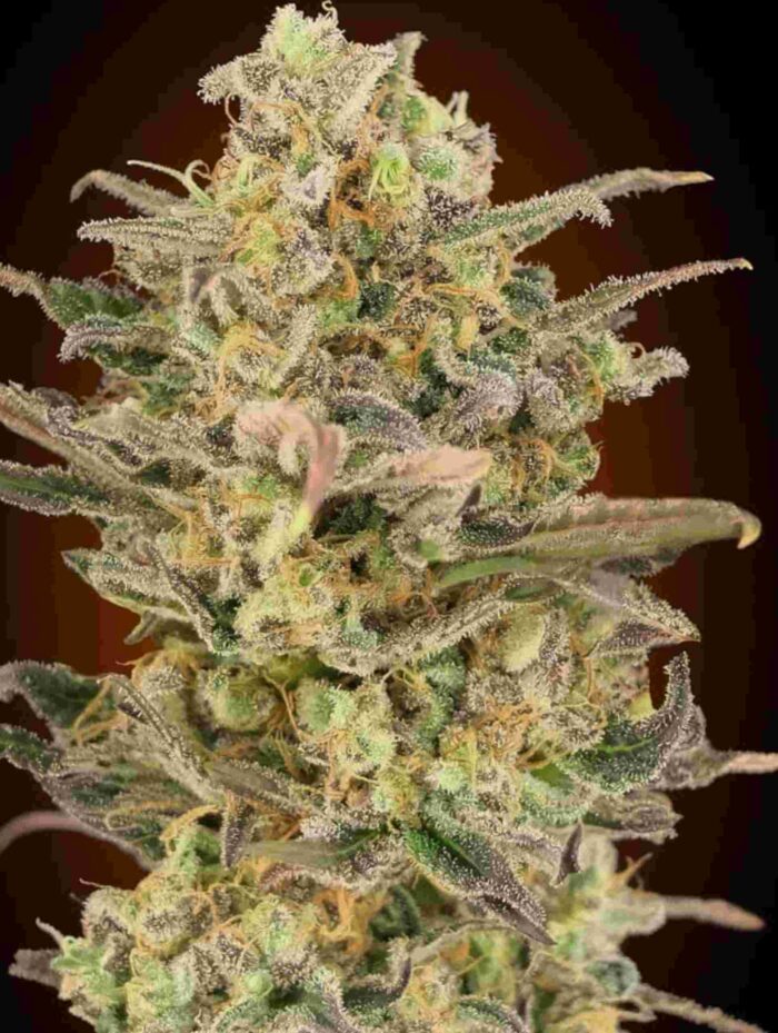 Somango Glue