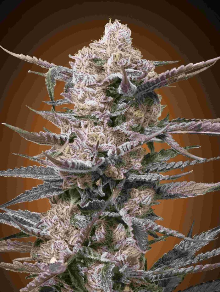 Watermelon OG