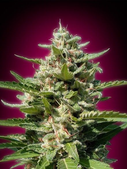White Kush