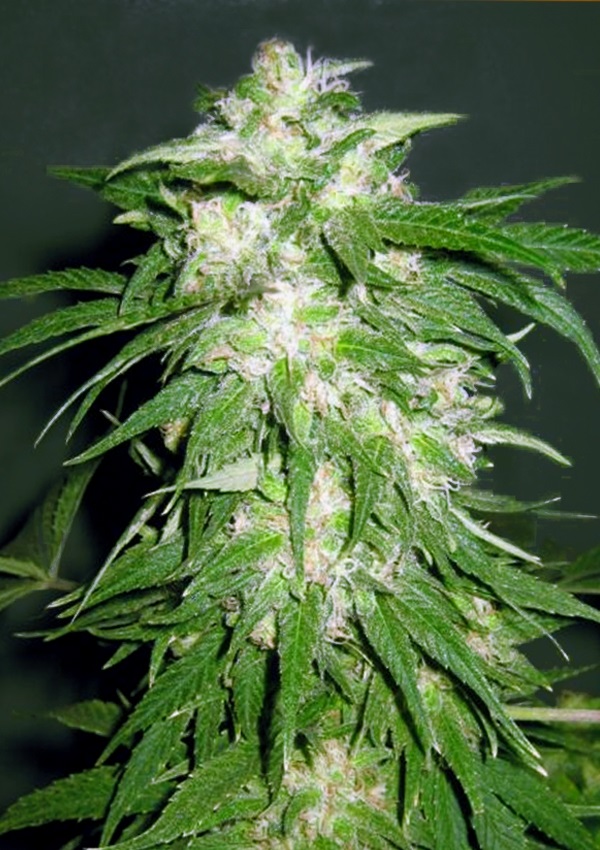 Ice Kush