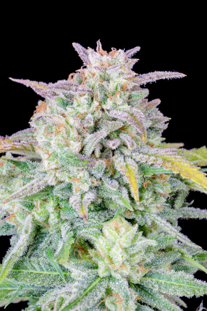 Afghan Kush Auto