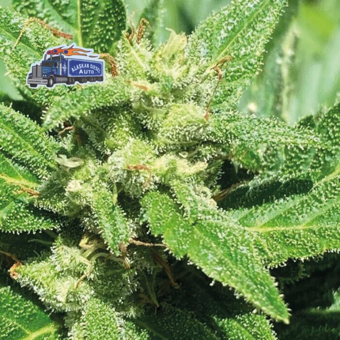 Alaskan Diesel Auto