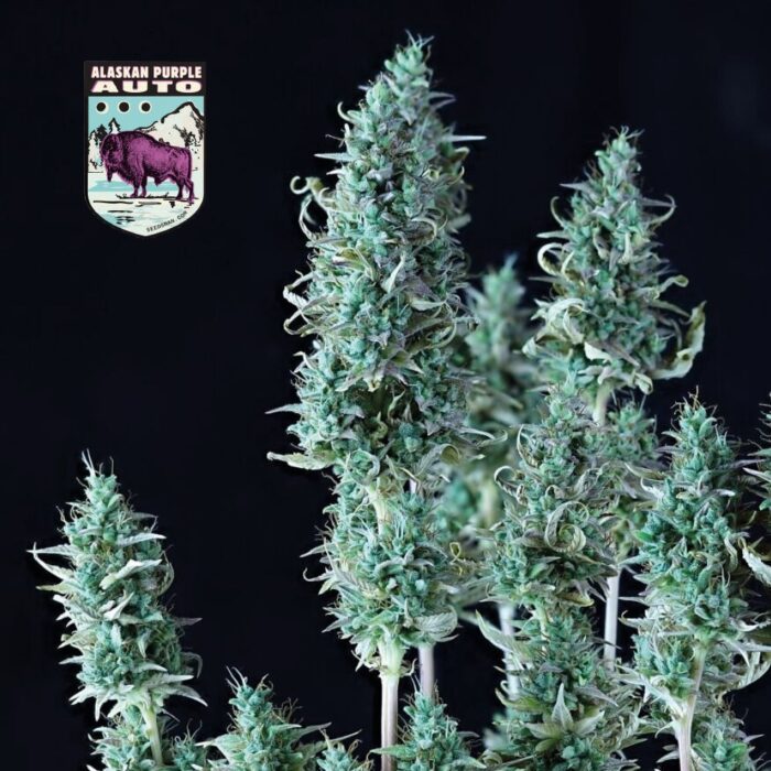 Alaskan Purple Auto