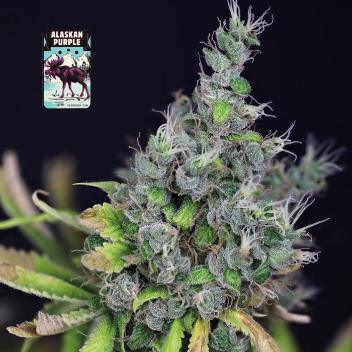 Alaskan Purple