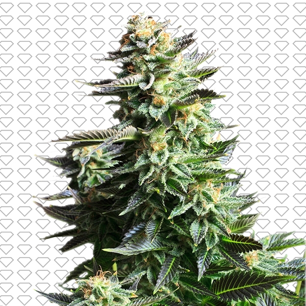 Amnesia Auto