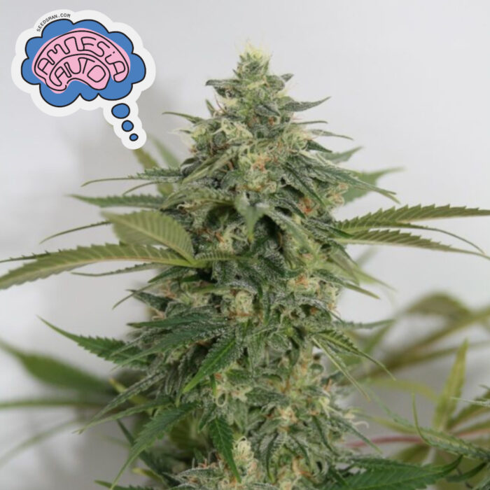 Amnesia Auto