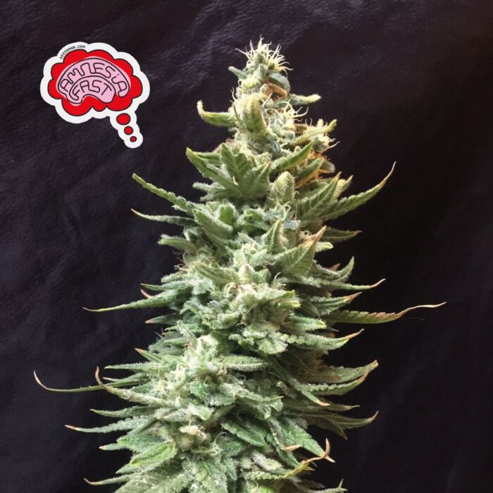 Amnesia Fast