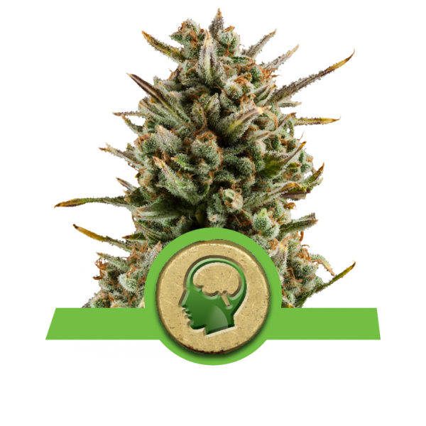 Amnesia Haze Automatic