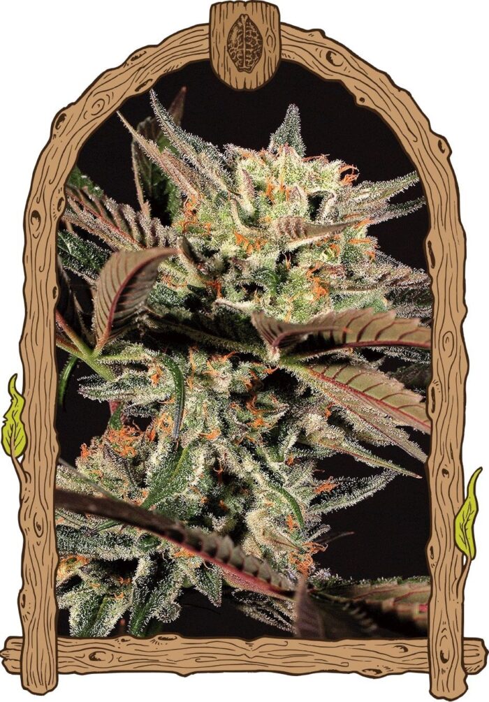 Amnesia nr7