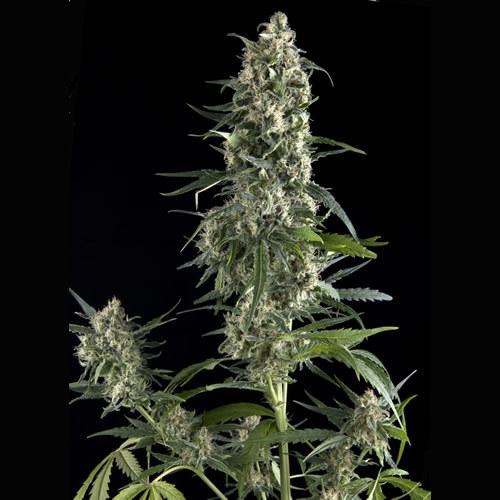 Amnesia Gold
