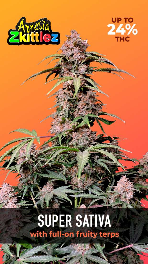 Amnesia Zkittlez Auto