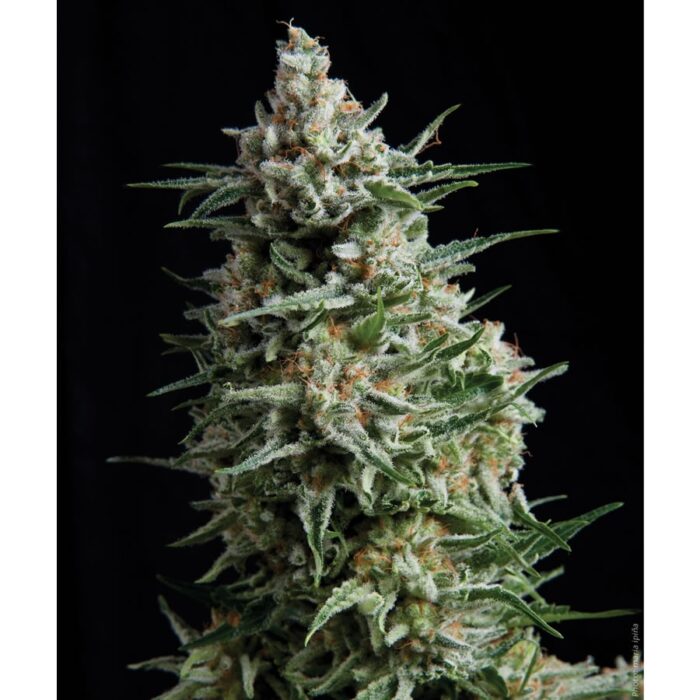 Anesthesia
