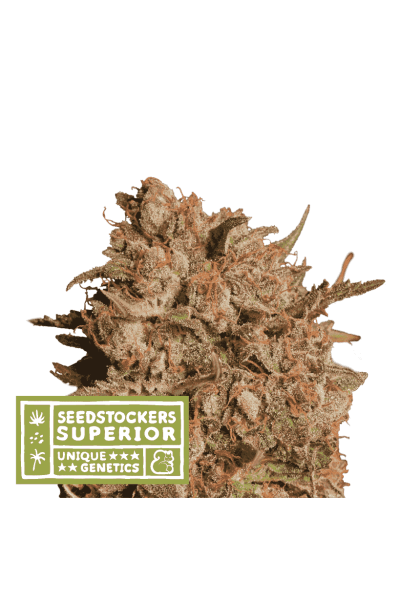 Apollo Black Cherry Auto