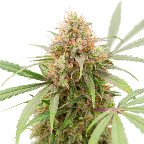 Auto AK Triple Haze
