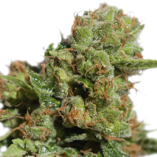 Auto Bruce Lemon Diesel