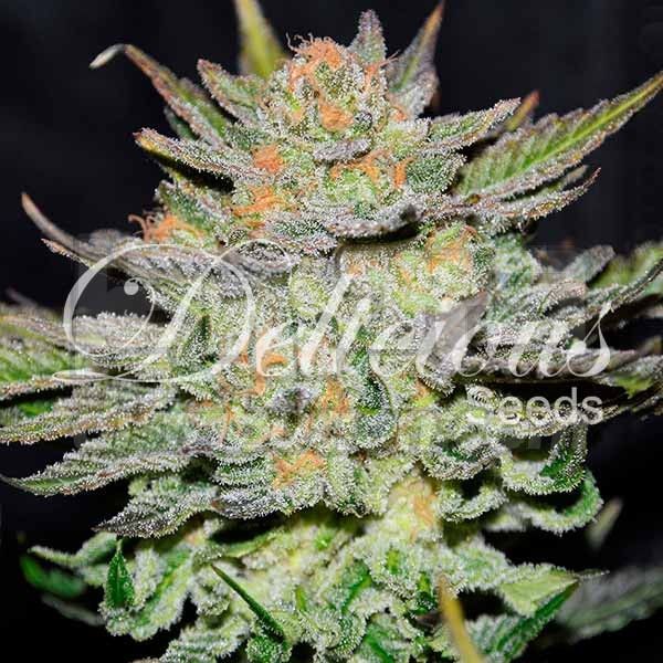 Auto Blue Ace CBD