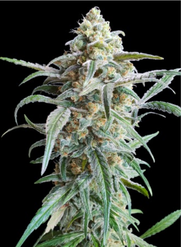 Auto Cherry Pie