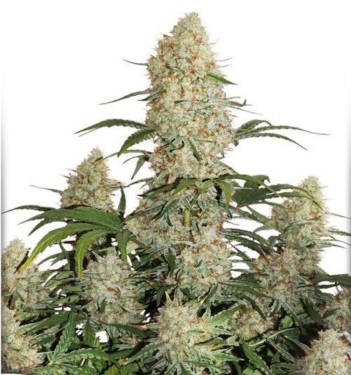 Auto Critical Orange Punch