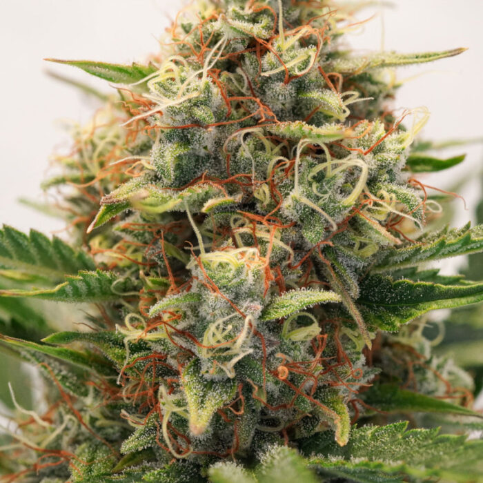 Auto MAC #1
