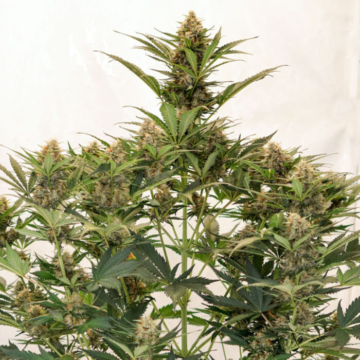 Auto MAC #1