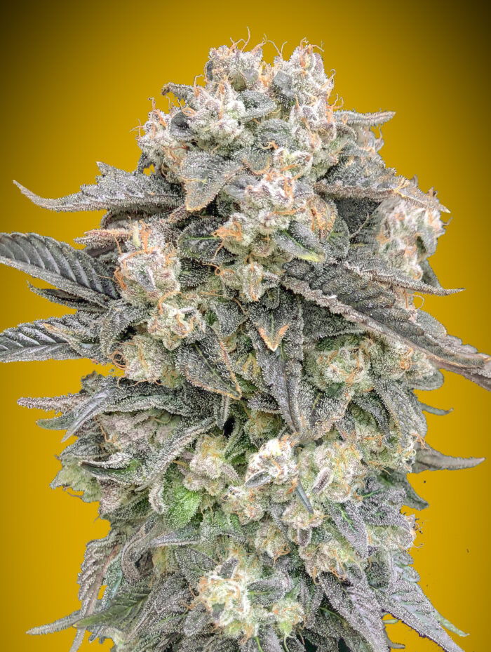 Auto Mimosa