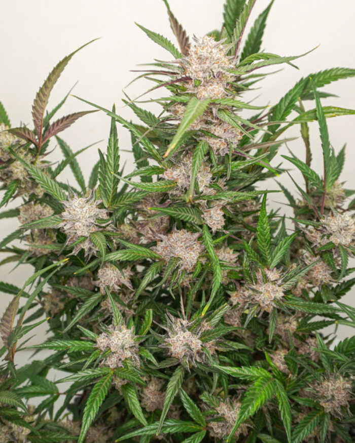 Auto Mimosa Punch