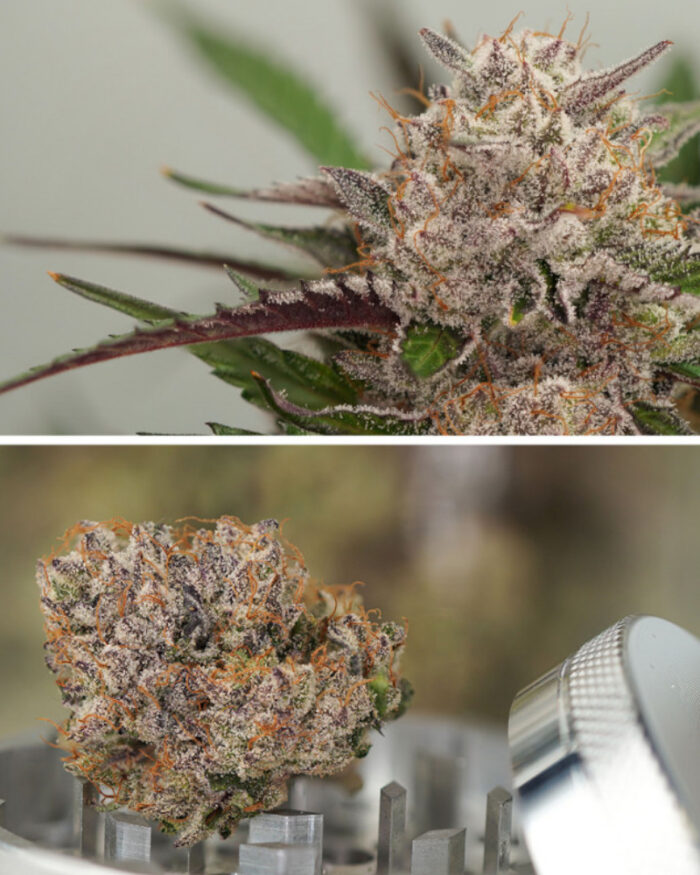 Auto Mimosa Punch