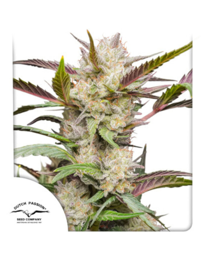 Auto Mimosa Punch