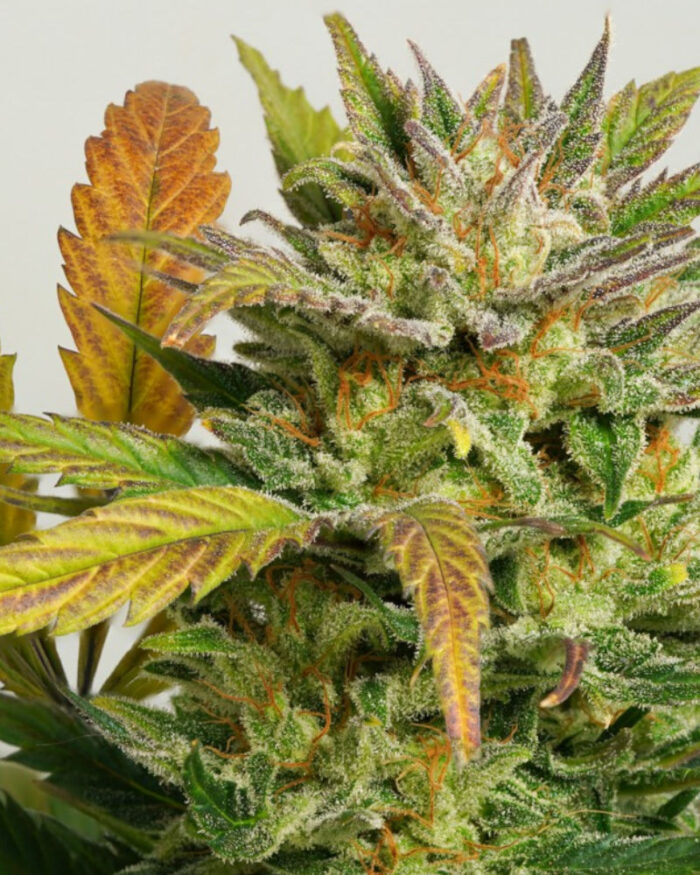 Auto Mokum's Tulip