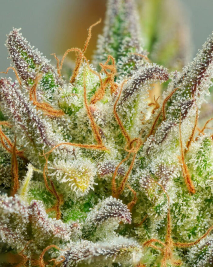Auto Mokum's Tulip